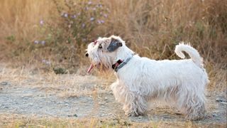 Sealyham terrier