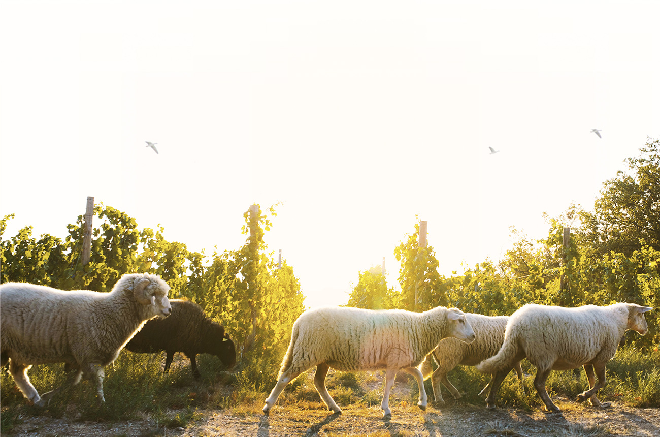 Rh&ocirc;ne trends 2023