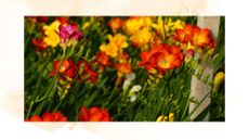 picture of freesias in garden