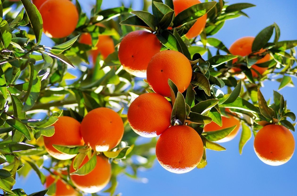 Citrus Tree