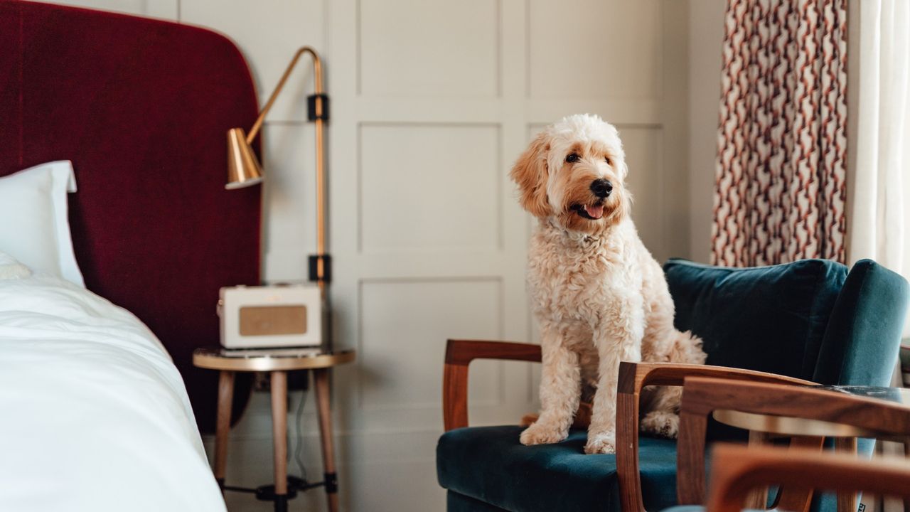 A cute cream colored dog sits on a chair inside a hotel room 