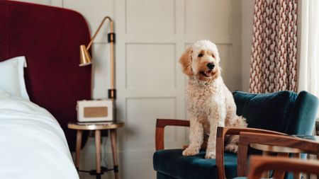 A cute cream colored dog sits on a chair inside a hotel room 