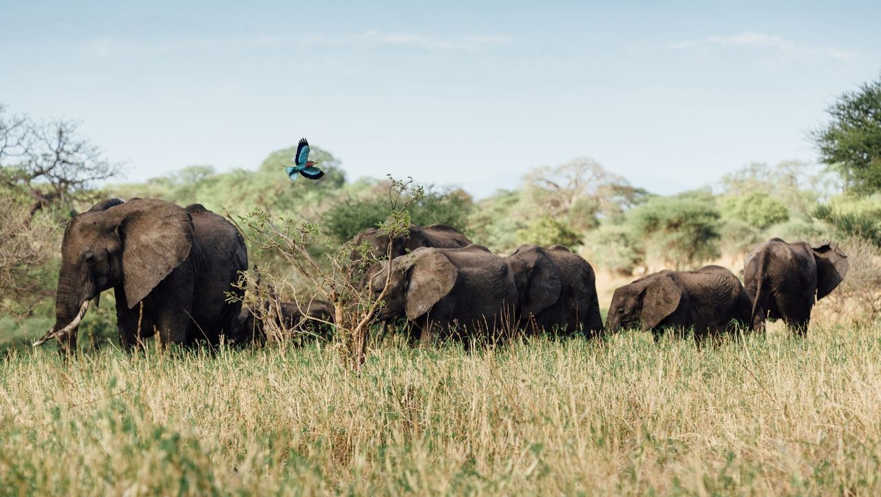 Elephant and lilac-breasted roller in Tarangire National Park, Tanzania