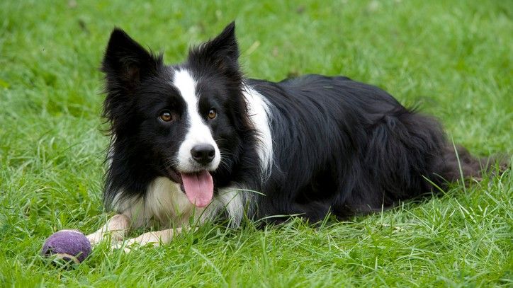 10 Fun Facts About the Beloved Border Collie