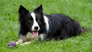 best behaved dog breeds: border collies