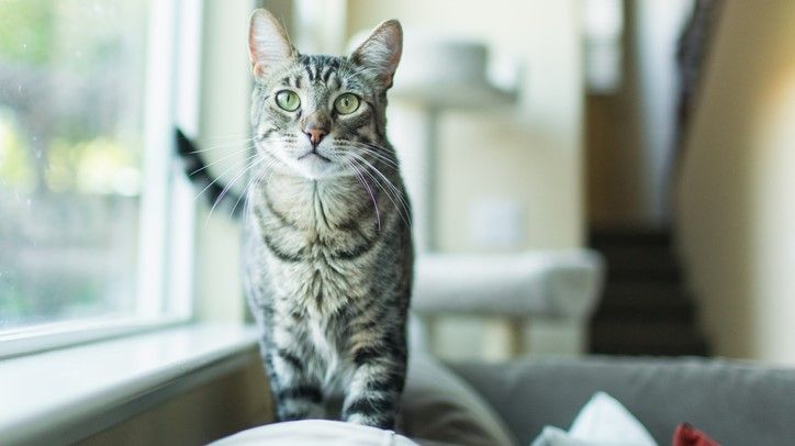 Cat walking on windowsill