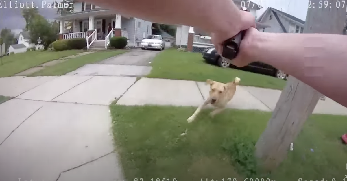 Ohio residents demand justice after police officer kills family dog ...