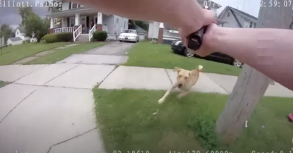 Bodycam footage from the shooting of Dixie in Lorain, Ohio.