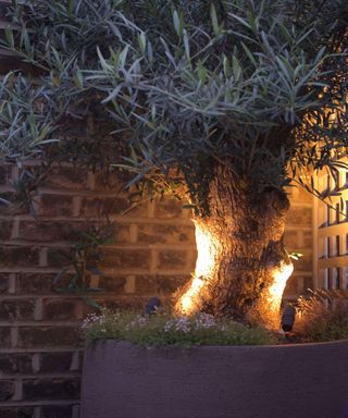 gnarled olive tree in pot with lights