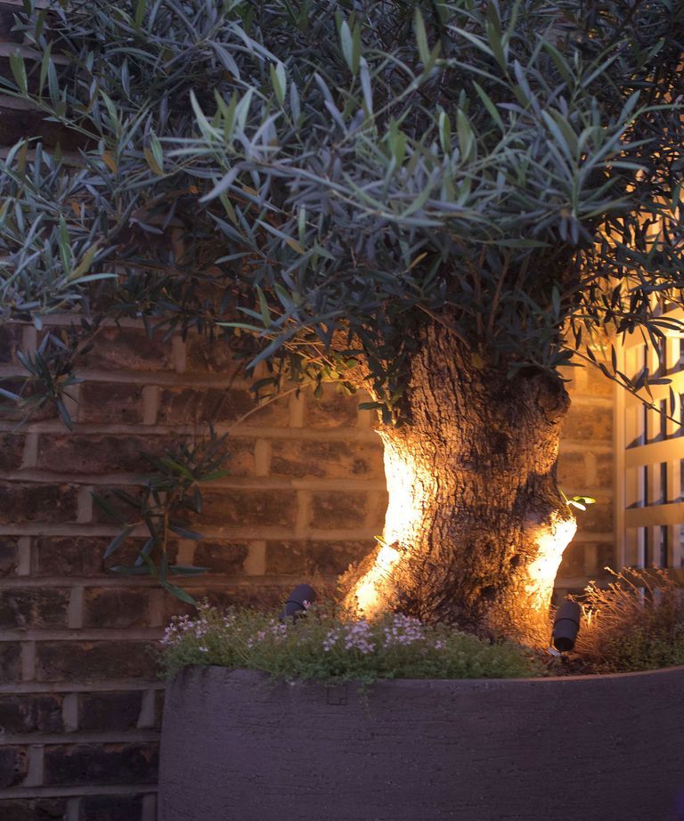 Landscaping with olive trees 10 expert ideas Gardeningetc