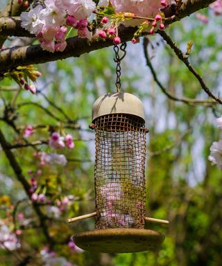 Empty bird feeder on a tree branch during spring