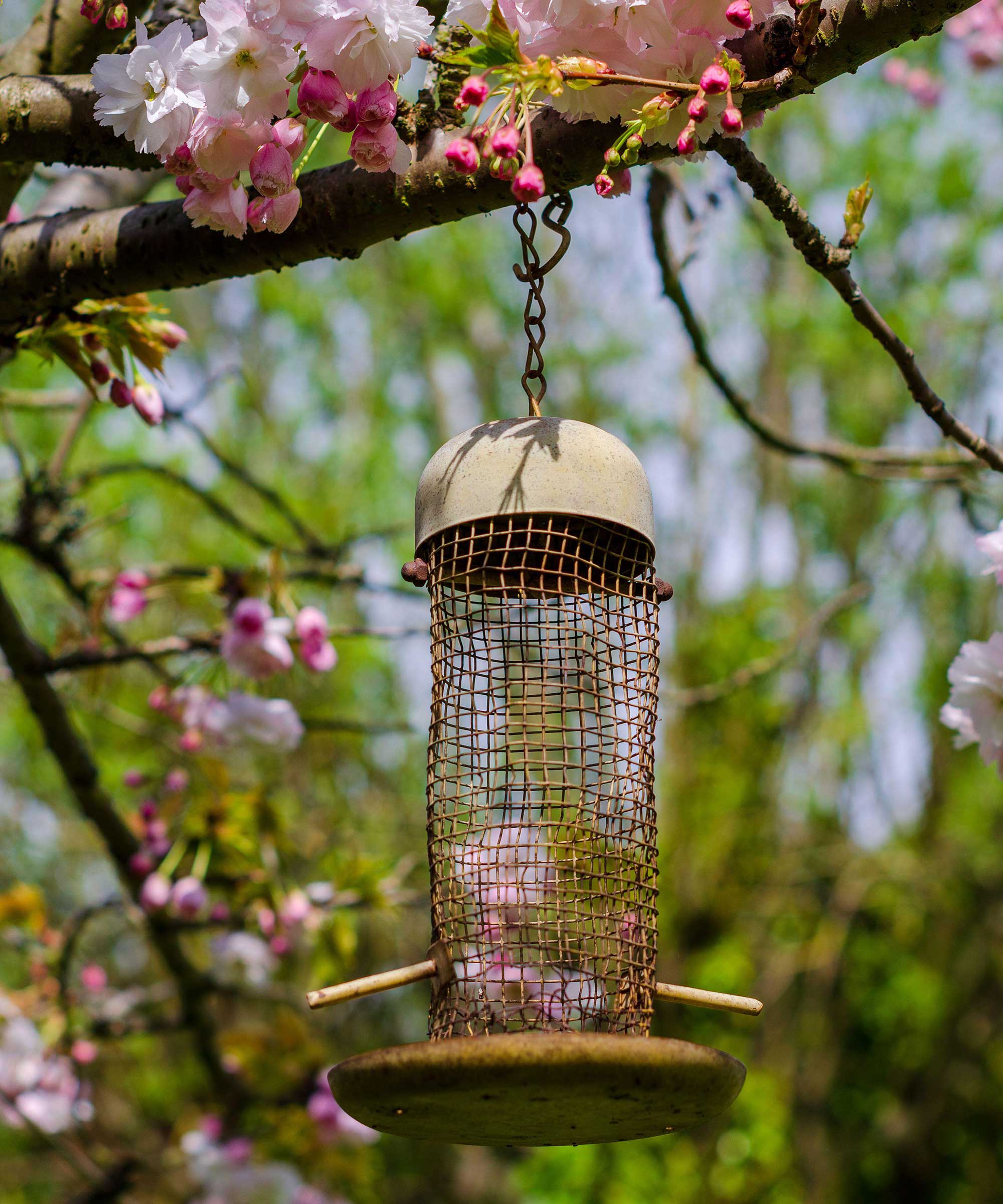 Empty bird feeder on a tree branch during spring