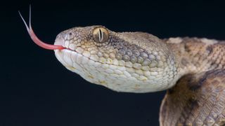 A close-up of a saw-scaled viper, one of the world's deadliest snakes.