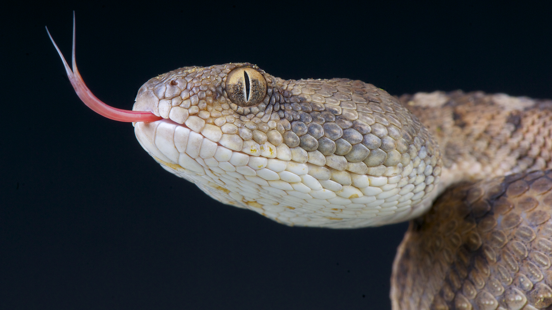 10 of the deadliest snakes | Live Science
