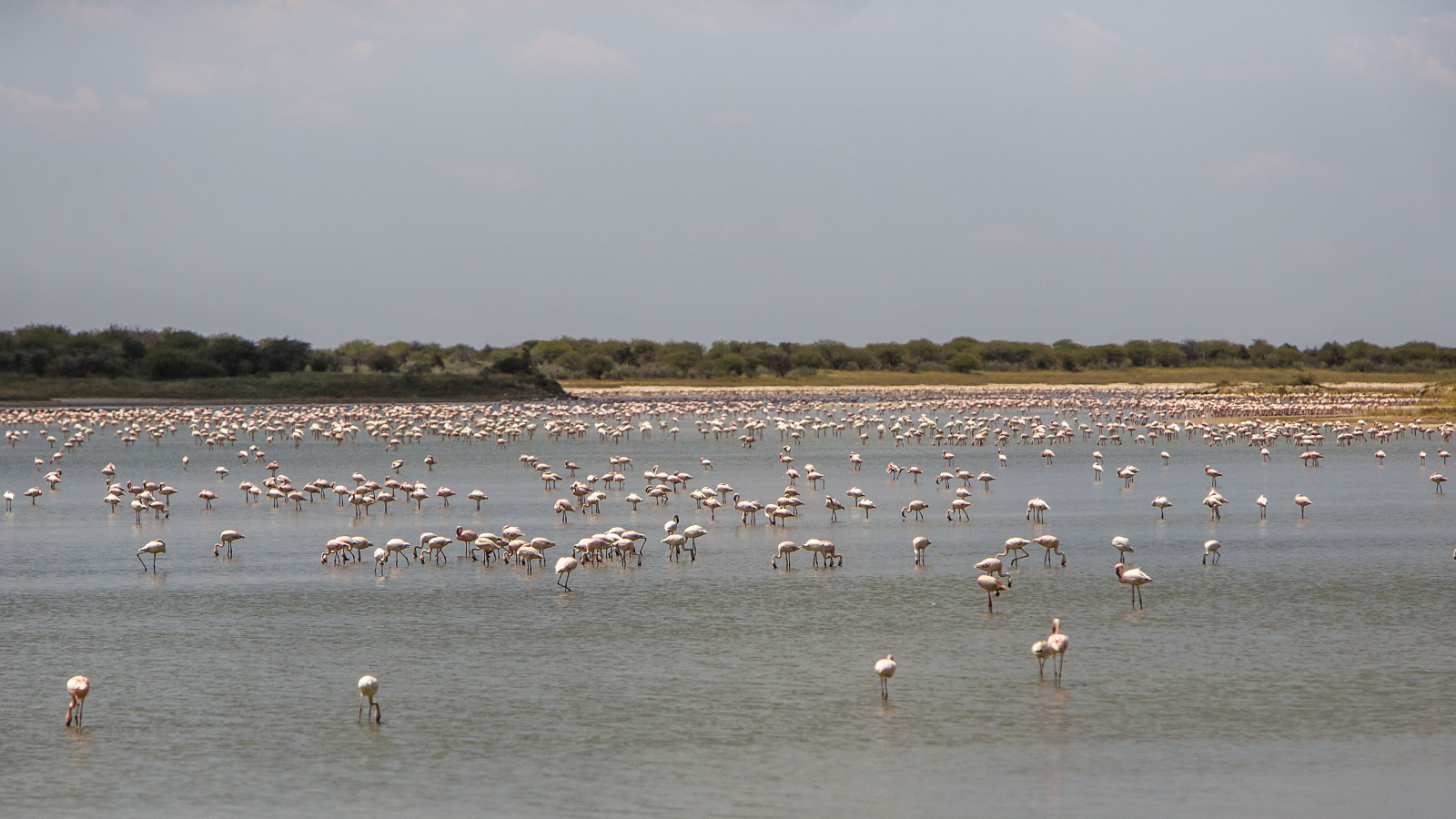 A photo of hundreds of flamingos in a shallow lake