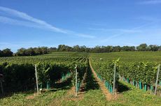 UK winemakers storage