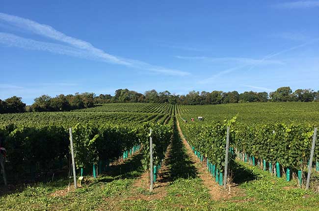 UK winemakers storage