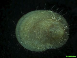 A limpet with bacteria on its back.