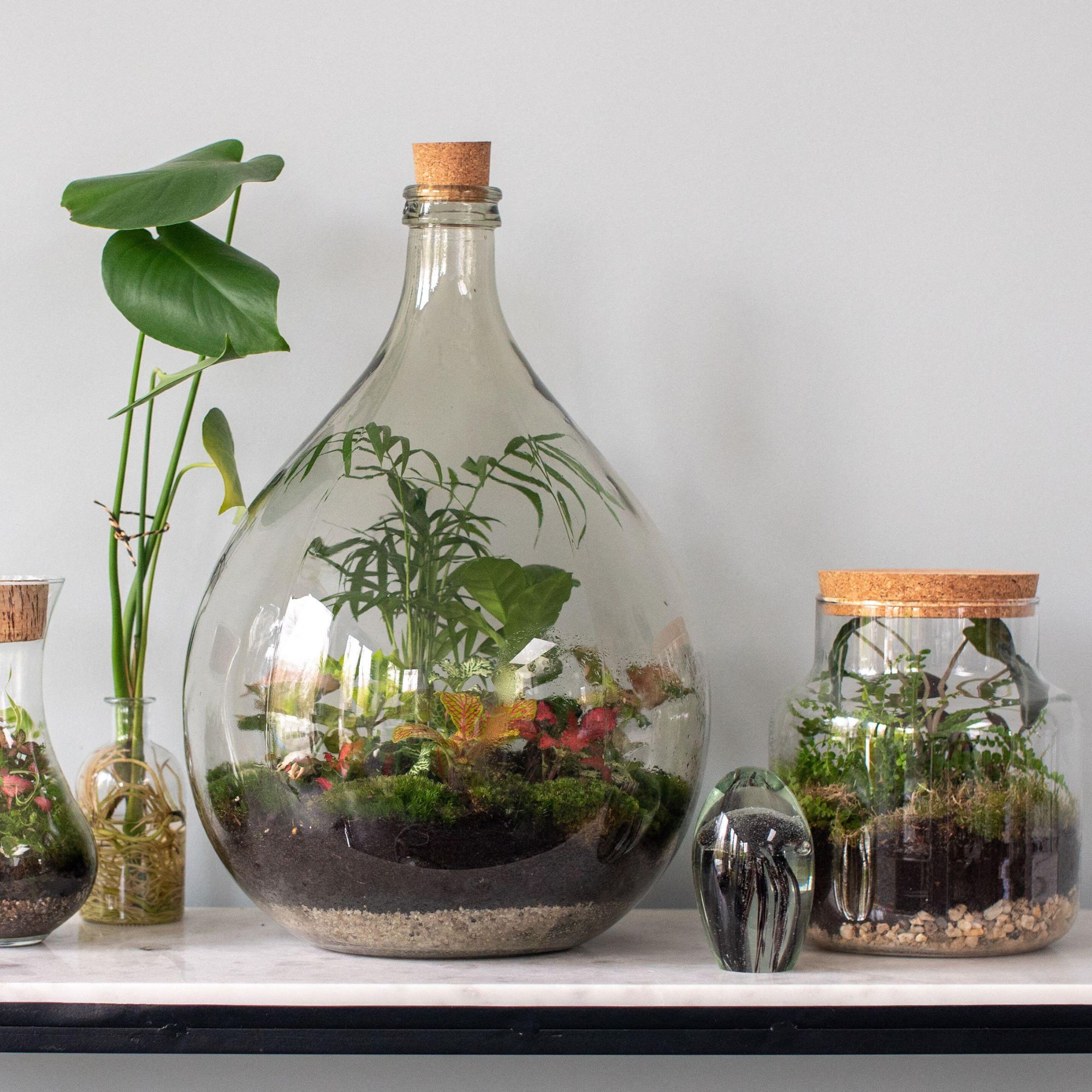 houseplants in terrarium