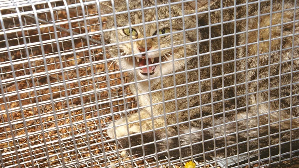 What are feral cats and can they be tamed? PetsRadar