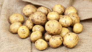 harvest of early potatoes