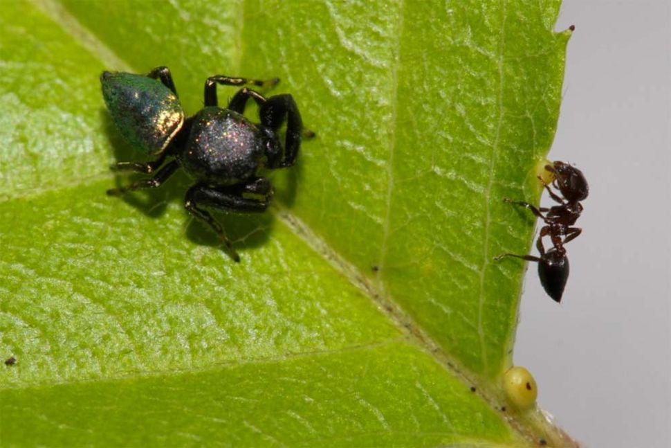 Spider Snacks Photos of PlantEating Arachnids Live Science