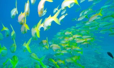 Snapper fish swim through Australia&amp;#039;s Great Barrier Reef: Fish in these waters have been suffering from what researchers believe is a form of melanoma.