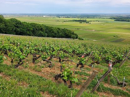 Domaine Ponsot