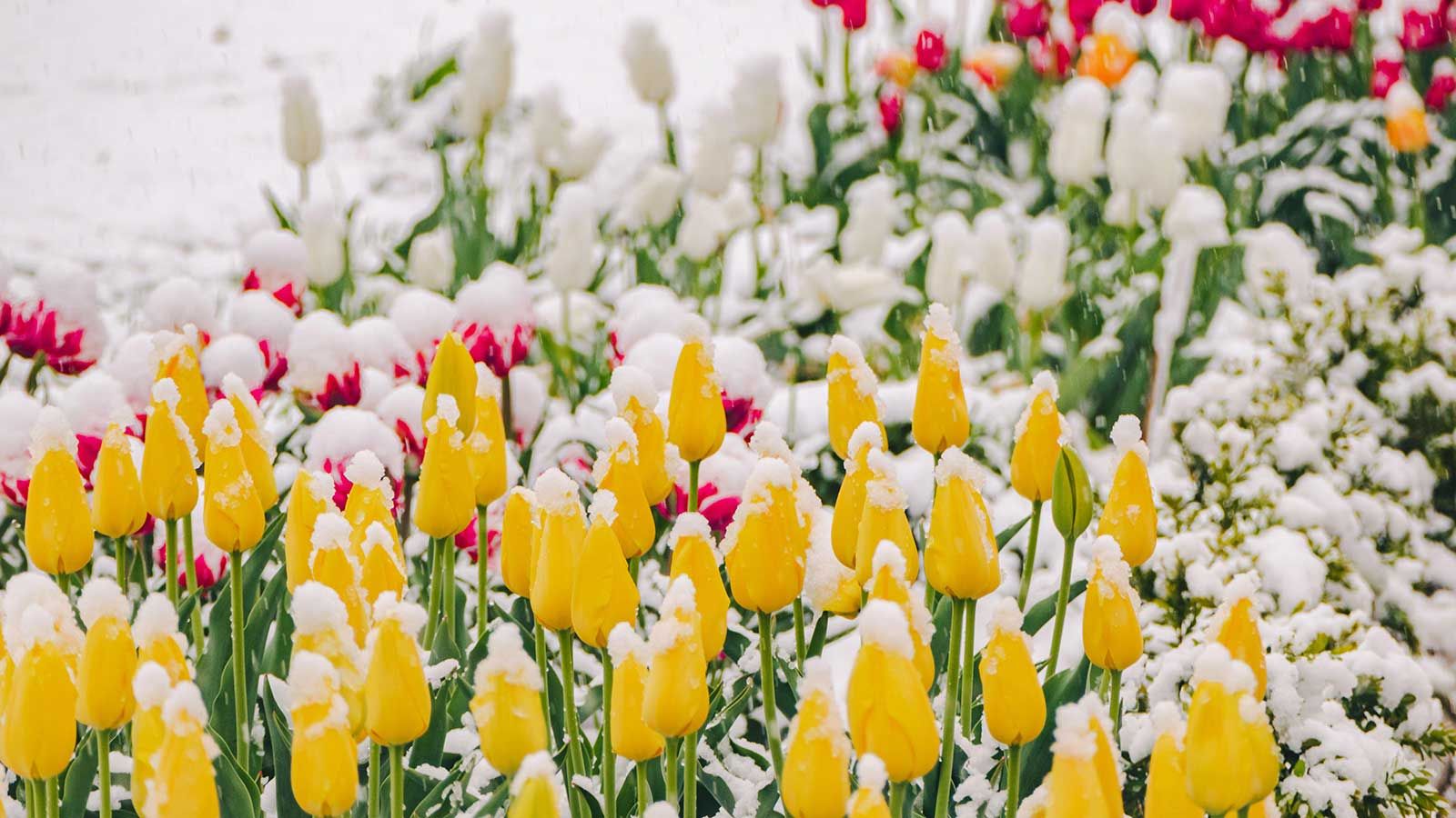 How to protect tulips from frost 3 simple ways