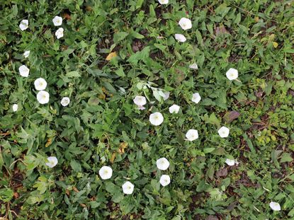 Weeds Growing In Morning Glory Plant