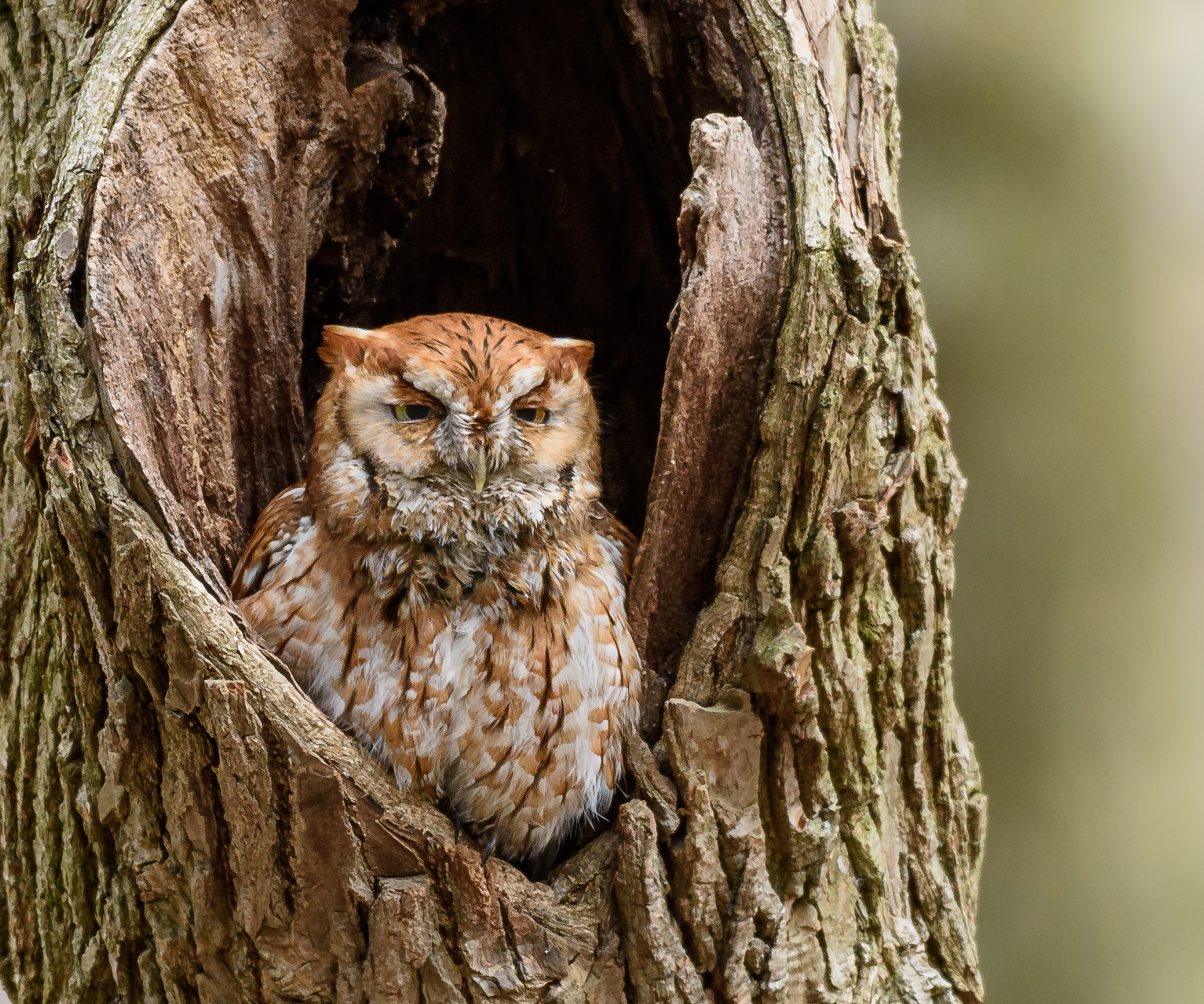 Screech owl resting
