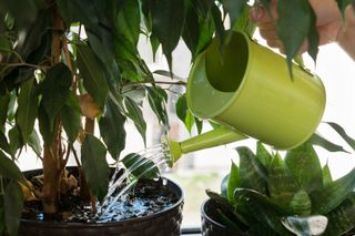 watering a houseplant with a green watering can