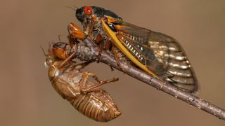 An adult 17-year periodical cicada (Magicicada septendecim) clings to a twig above its recently shed skin, or exuvia.