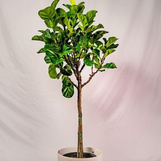 Bambino Fiddle Leaf Fig Tree - 6 Inch Pot