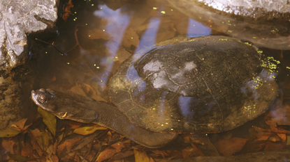 Broad-shelled river turtle, Chelodina expansa, Cedar Creek, Brisbane, Queensland, Australia 