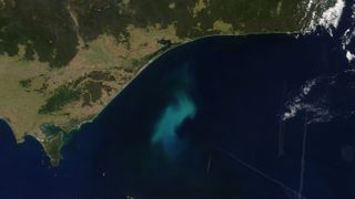 An example of a phytoplankton bloom off southeastern Australia captured using NASA's Moderate Resolution Imaging Spectroradiometer (MODIS) instrument.