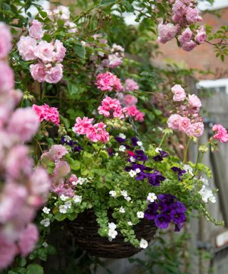 pink climbing roses and planted hanging baskets in a courtyard garden