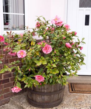 pink flowering camellia growing in a pot outside the front of a house