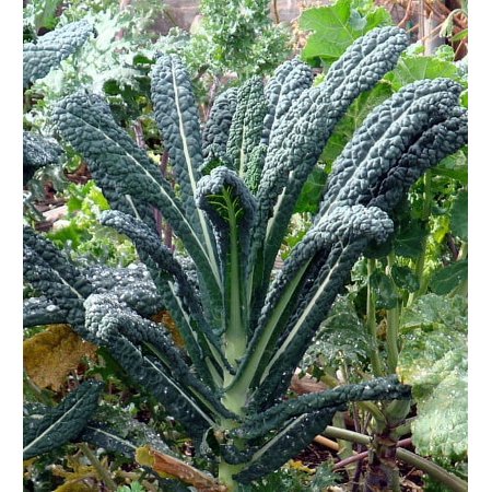 Dinosaur Lacinato/tuscan Blue Kale Plant - 4" Pot