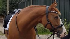 Quantum-snaffle-chestnut-2.jpg