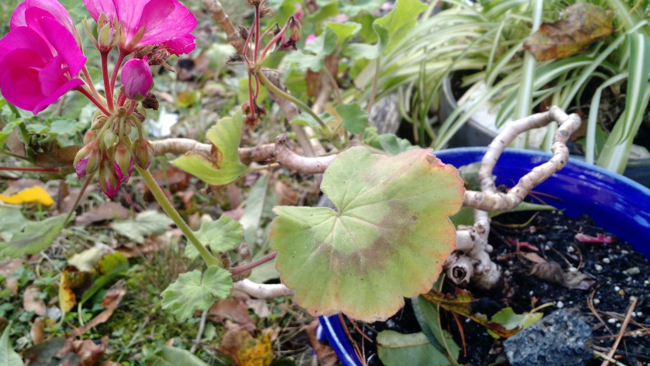 Red Geranium Leaves