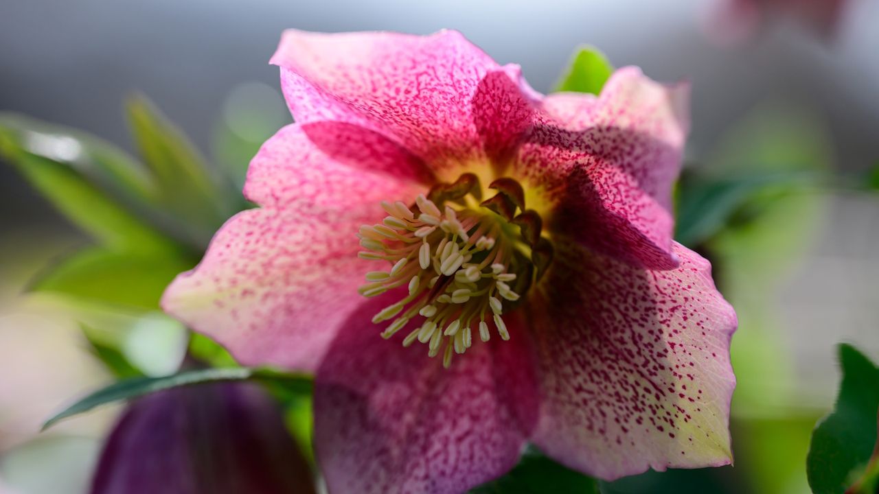 Pink flower of the Lenten rose, hellebore, in a spring garden