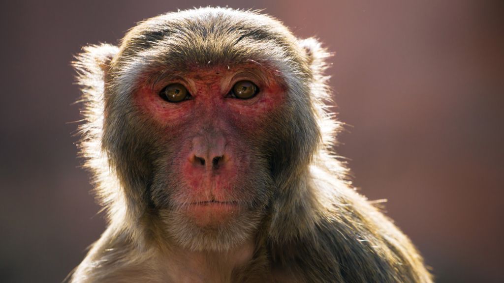 rhesus macaque