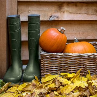 Pumpkins in wicker basket by wellies and pile of yellowing leaves