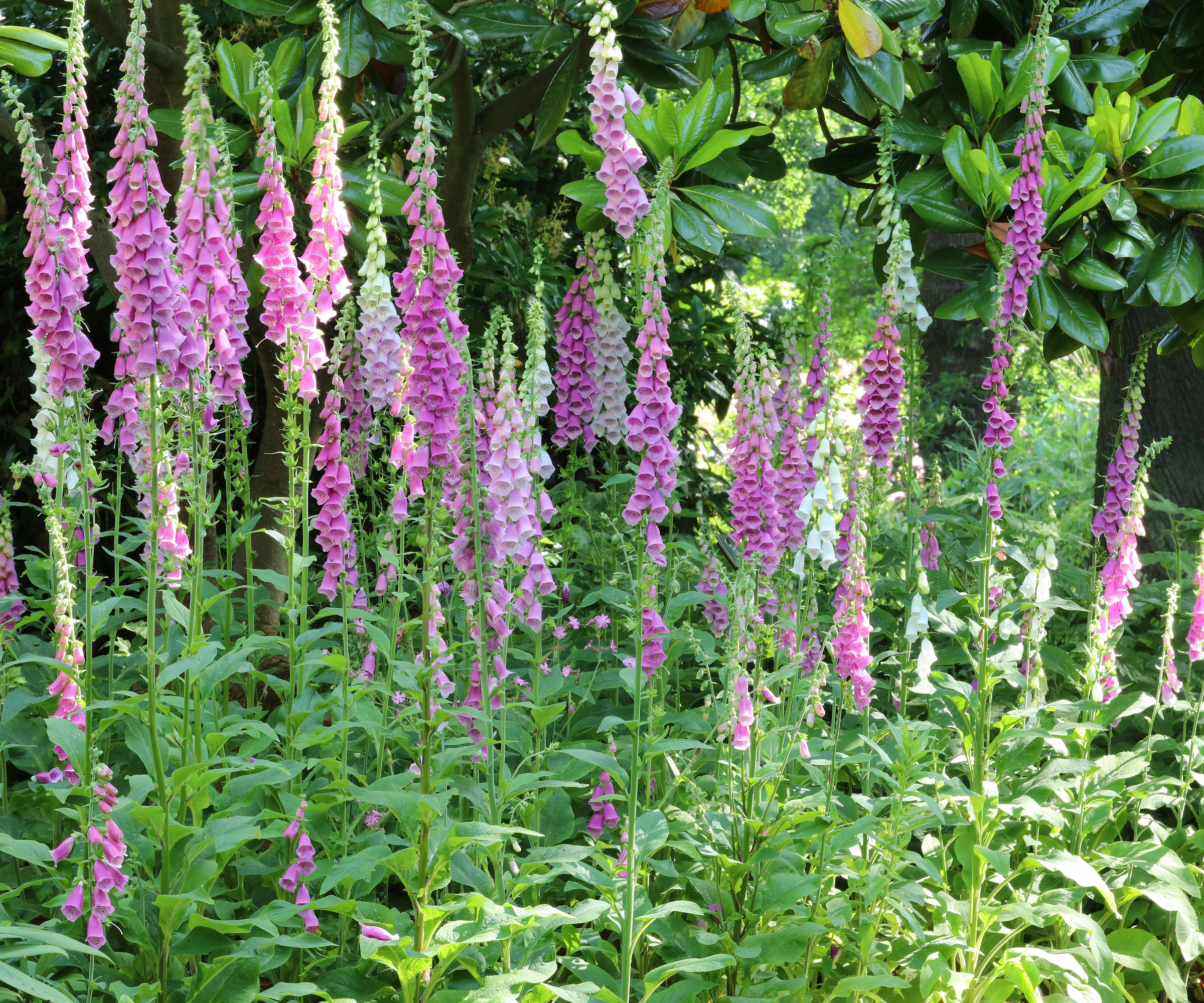 foxgloves flowering in garden border