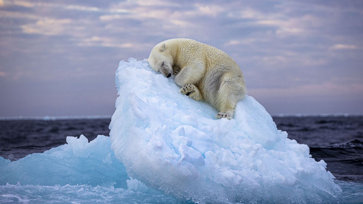 Polar bear sleeping on tiny iceberg drifting in Arctic sea