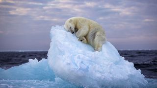 A polar bear sleeps on the top of a small iceberg.