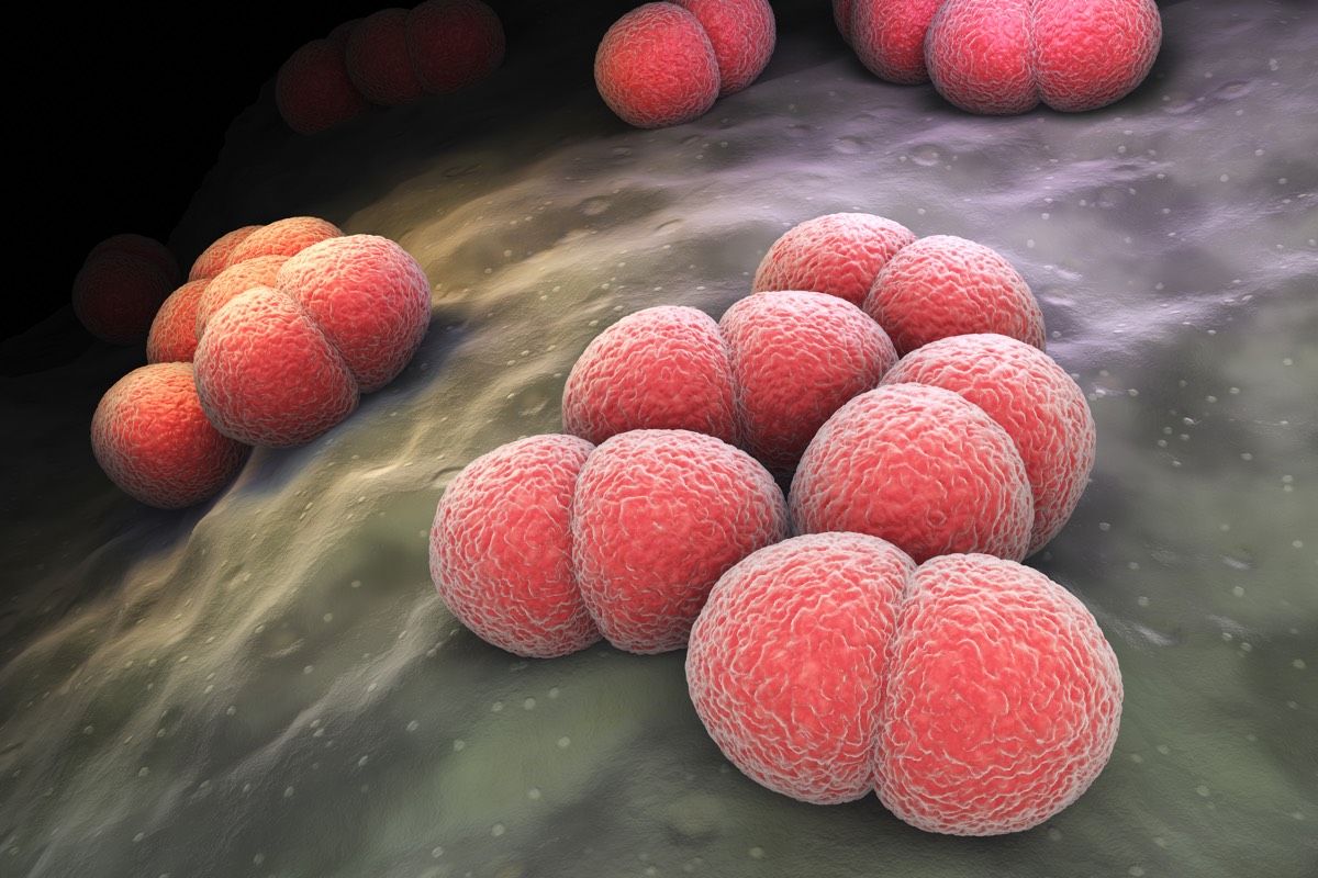 &lt;em&gt;Neisseria meningitidis&lt;/em&gt; is a bacterium that can cause meningitis.