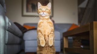 Cat standing. on high legs