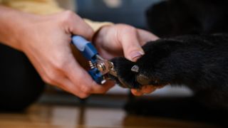 Woman cutting dog's nails